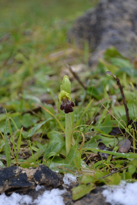 Ophrys fusca subsp. fusca Link: spruzzate di neve